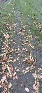 Landbouwgrond maisland grasland gezocht, Ophalen, Vee