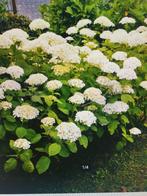 HORTENSIA'S WIT -2 STUKS 100/150/100-, Tuin en Terras, Planten | Tuinplanten, Vaste plant, Halfschaduw, Zomer, Ophalen
