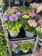 Koopje Hortensia Koopje, Tuin en Terras, Planten | Tuinplanten, Ophalen, Zomer, Overige soorten, Halfschaduw