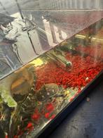 Schildpad, Schildpad, 0 tot 2 jaar