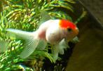 Oranda goudvis (redcap), Dieren en Toebehoren, Vissen | Vijvervissen