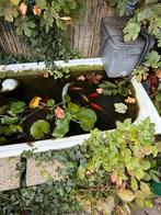 Gratis goudvissen en eventueel klein aquarium, Goudvis(sen)