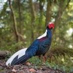 Lady Amherst en Swinhoe fazanten, Meerdere dieren, Overige soorten