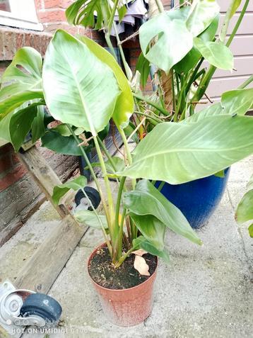 strelitzia nicolai beschikbaar voor biedingen