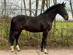 Top brave 12 jarige Zambesi ruin, Dieren en Toebehoren, Paarden, Ruin, 170 tot 175 cm, Gechipt, 11 jaar of ouder