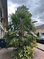 Palmboom te koop, Ophalen, Volle zon, Palmboom