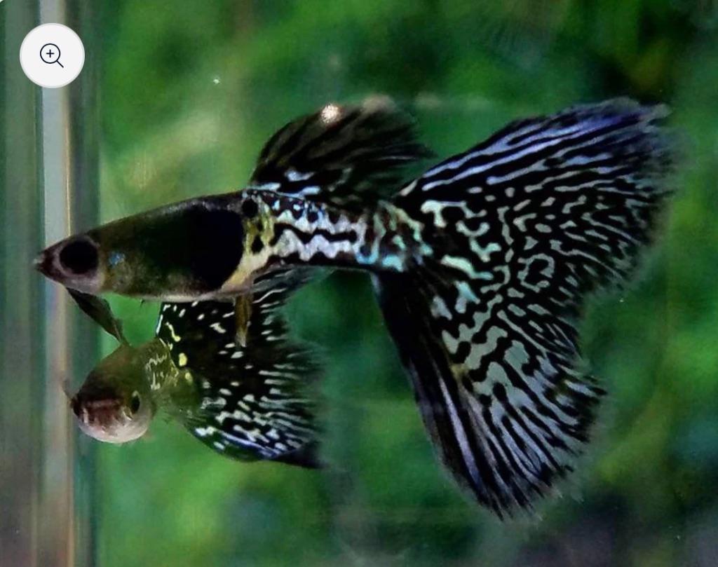 Gezocht! Lace snakeskin black guppy, Dieren en Toebehoren, Vissen | Aquariumvissen, Vis, Zoetwatervis