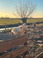 Vakantie oppas op onze boerderij met dieren, Ophalen of Verzenden