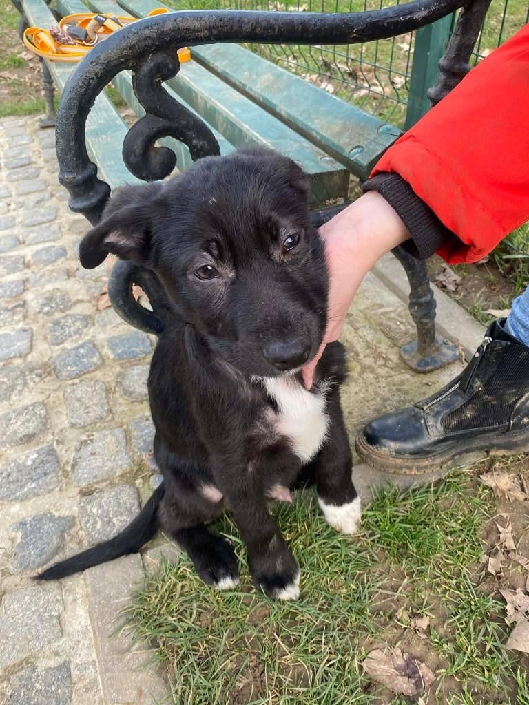  Lolek–avontuurlijk mannetje zoekt zijn forever home , Dieren en Toebehoren, Honden | Niet-rashonden, Particulier, 15 weken tot 1 jaar