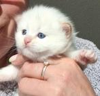 Siberisch katertje – Red Point Neva Masquerade 😻, Dieren en Toebehoren, Katten en Kittens | Raskatten | Langhaar, Meerdere dieren