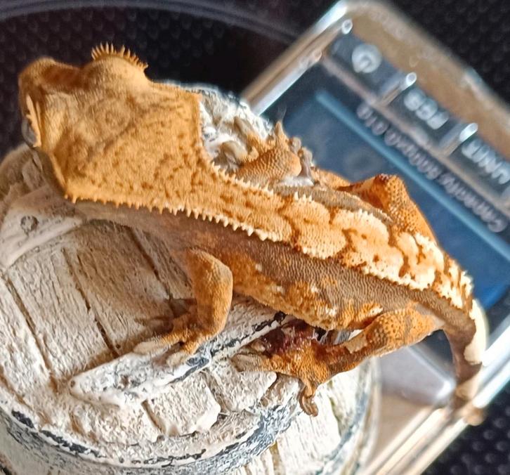 Wimpergekko nakweek 2025 Crested Gecko - unknown for sale from Sabrina