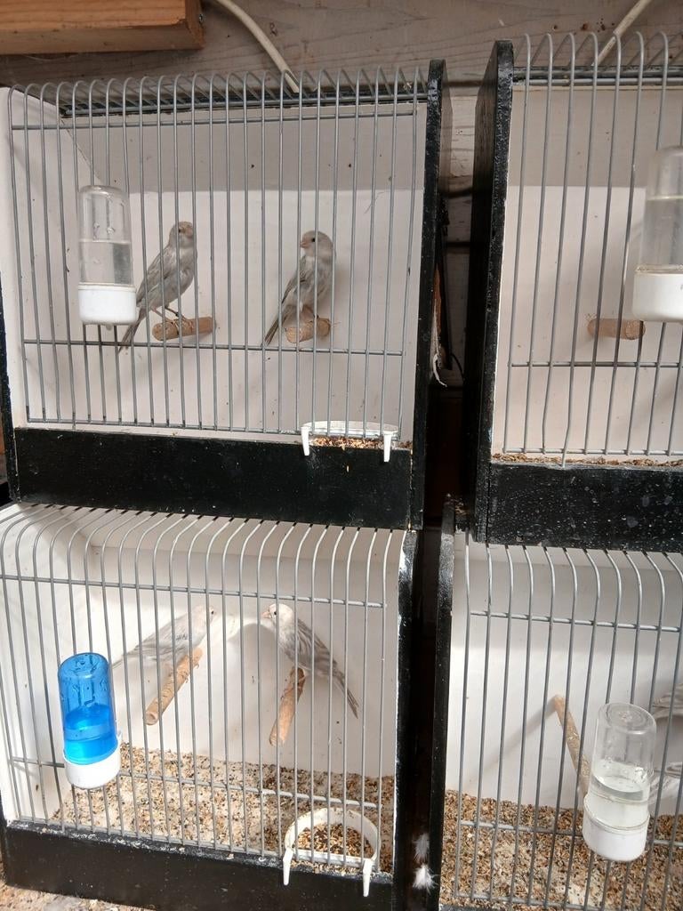 Agaat opaal wit, Dieren en Toebehoren, Vogels | Kanaries, Geslacht onbekend, Kleurkanarie