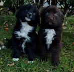 unieke friese stabij x nova scotia retriever pups, Parvo, Overige rassen, 8 tot 15 weken, Meerdere