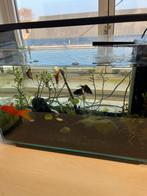 GERESERVEERD Aquarium - compleet met vissen, Ophalen, Gebruikt, Gevuld zoetwateraquarium