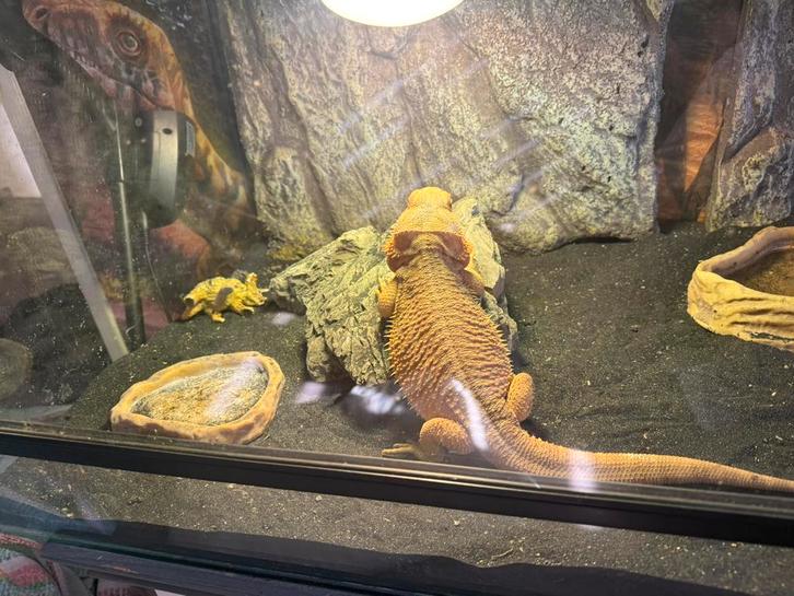 Baardagaam te koop inclusief terrarium en toebehoren