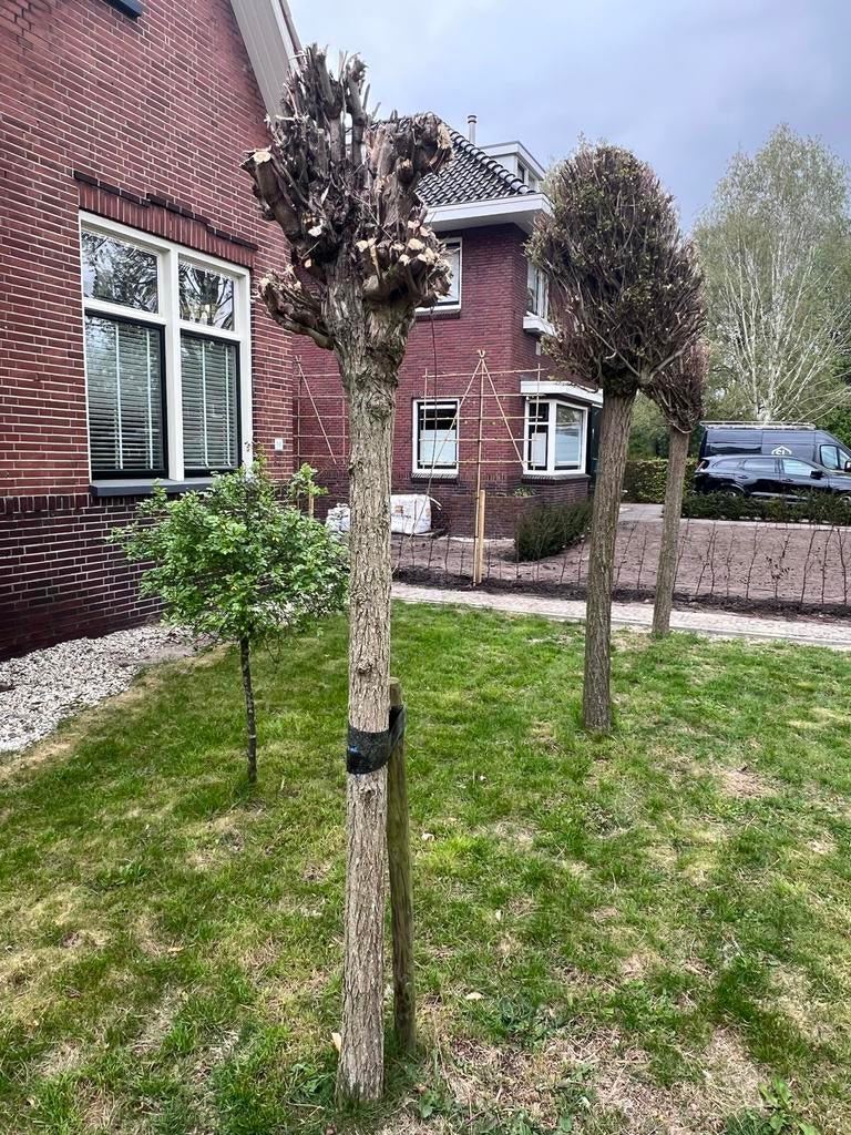 5 Bolacacia's af te halen, Tuin en Terras, Planten | Bomen, Bloeit niet, Ophalen of Verzenden, 250 tot 400 cm, Volle zon