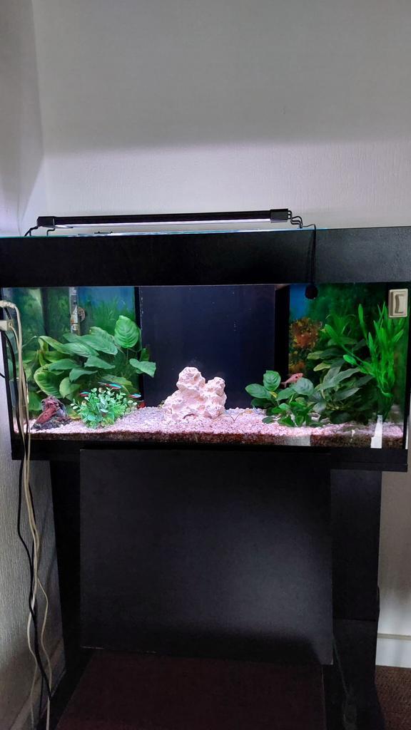 Aquarium 80 cm met meubel, Dieren en Toebehoren, Vissen | Aquaria en Toebehoren, Zo goed als nieuw, Gevuld zoetwateraquarium, Juwel
