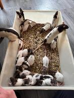 Liefe ratjes, Dieren en Toebehoren, Rat, Januari, Meerdere dieren, Tam
