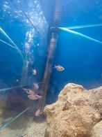 Kegelvlek barbeel, Vis