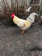 Hanen te koop gratis afhalen, Mannelijk, Kip
