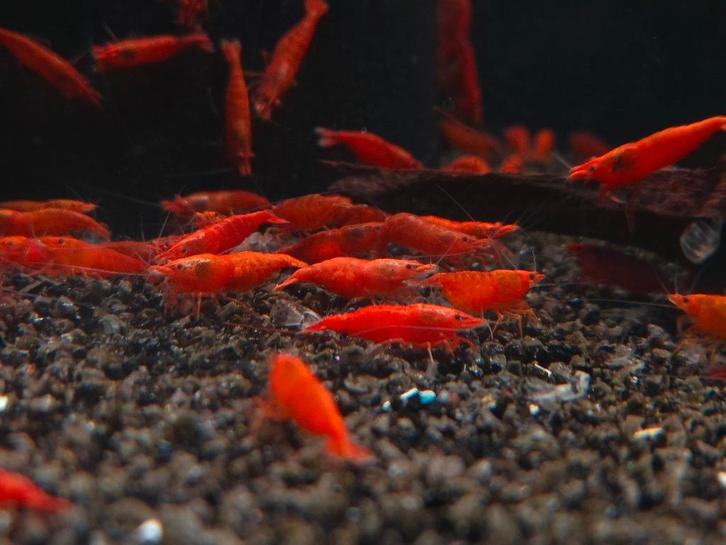 👉 Kleurrijke aquarium garnalen te koop 🦐 | Groot aanbod |, Dieren en Toebehoren, Vissen | Aquariumvissen, Zoetwatervis, Kreeft, Krab of Garnaal