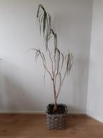 Gratis* grote Dracena kamerplant zonder pot, Huis en Inrichting, Kamerplanten, Ophalen, Overige soorten, Halfschaduw, 150 tot 200 cm