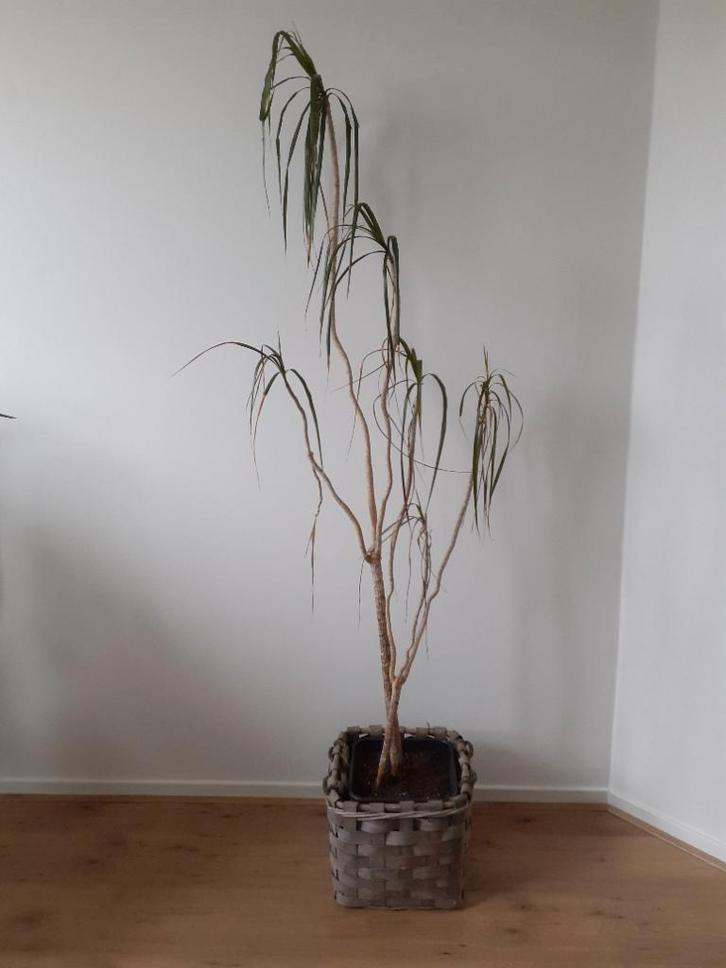 Gratis* grote Dracena kamerplant zonder pot, Huis en Inrichting, Kamerplanten, Overige soorten, 150 tot 200 cm, Groene kamerplant