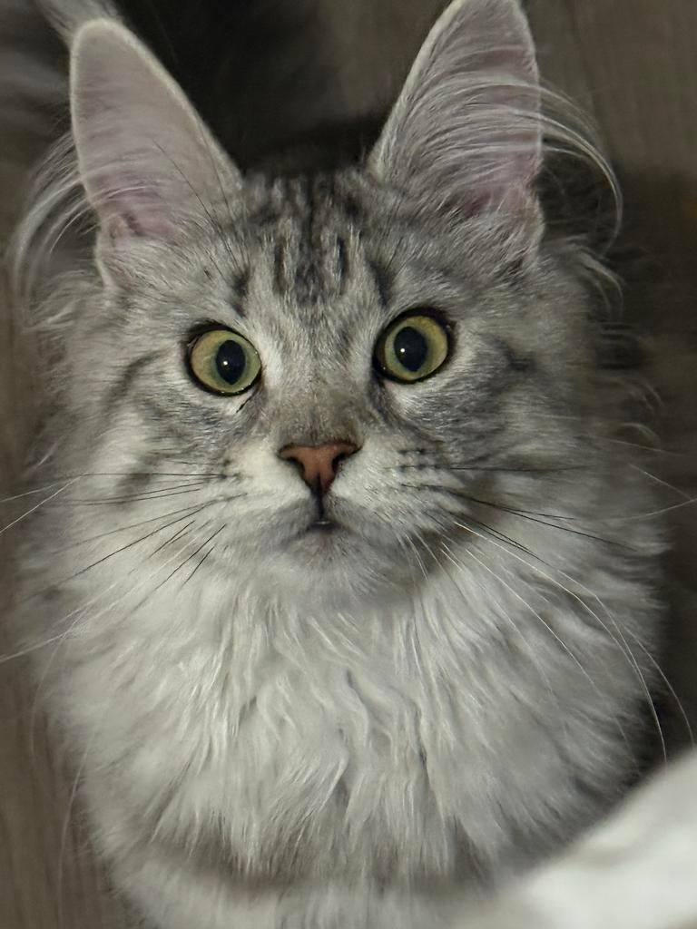 Main Coon poes, raszuiver, 1,5 jaar, zoekt nieuw thuis, Dieren en Toebehoren, Katten en Kittens | Overige Katten, Poes