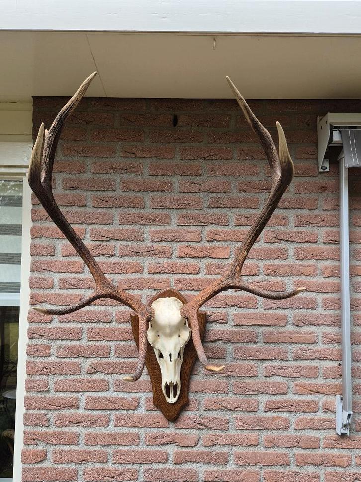 Mooi Groot Edelhert Gewei Jacht Jagen Mancave Overkapping 43, Verzamelen, Dierenverzamelingen, Zo goed als nieuw, Gewei of Kop