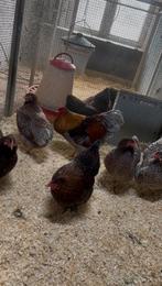 Wyandotte krielen, Dieren en Toebehoren, Pluimvee, Meerdere dieren, Kip