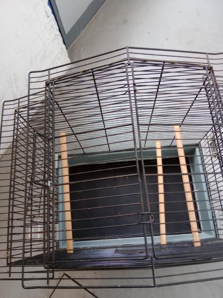 Vogels hok, Geslacht onbekend, Postduif