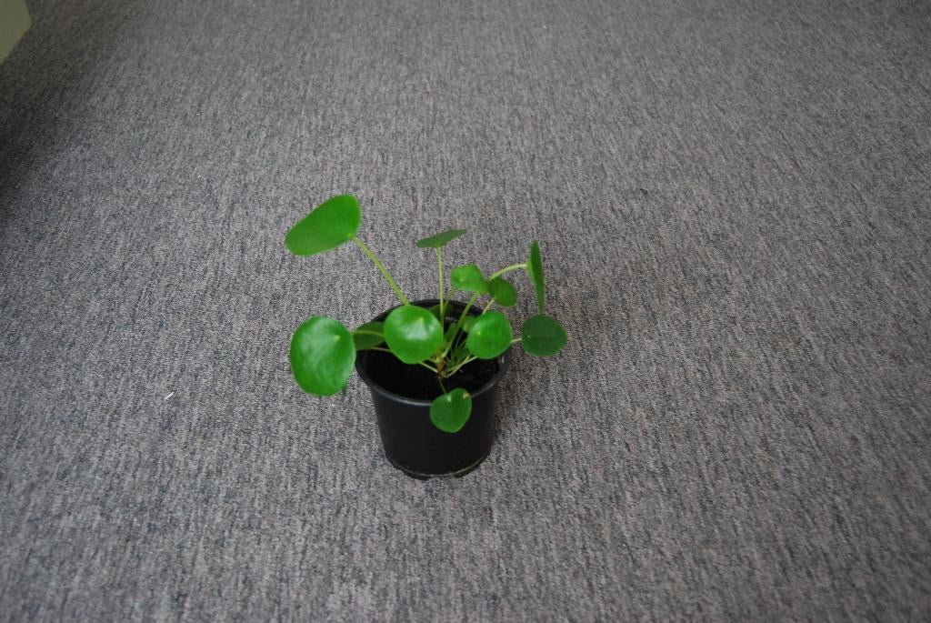 Pannenkoekenplant, Huis en Inrichting, Kamerplanten, Overige soorten, Minder dan 100 cm, Groene kamerplant, Halfschaduw