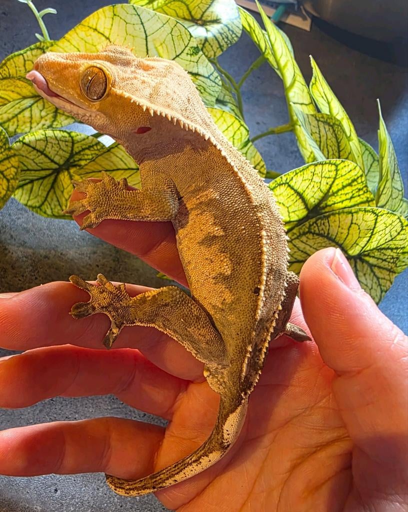 Tricolor lilly white spots man Crested Gecko - male for sale from MiSa
