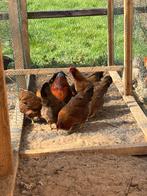 Hele mooie welsumers te koop, Mannelijk, Kip