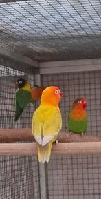 Fischerie, Mannelijk, Parkiet, Geringd