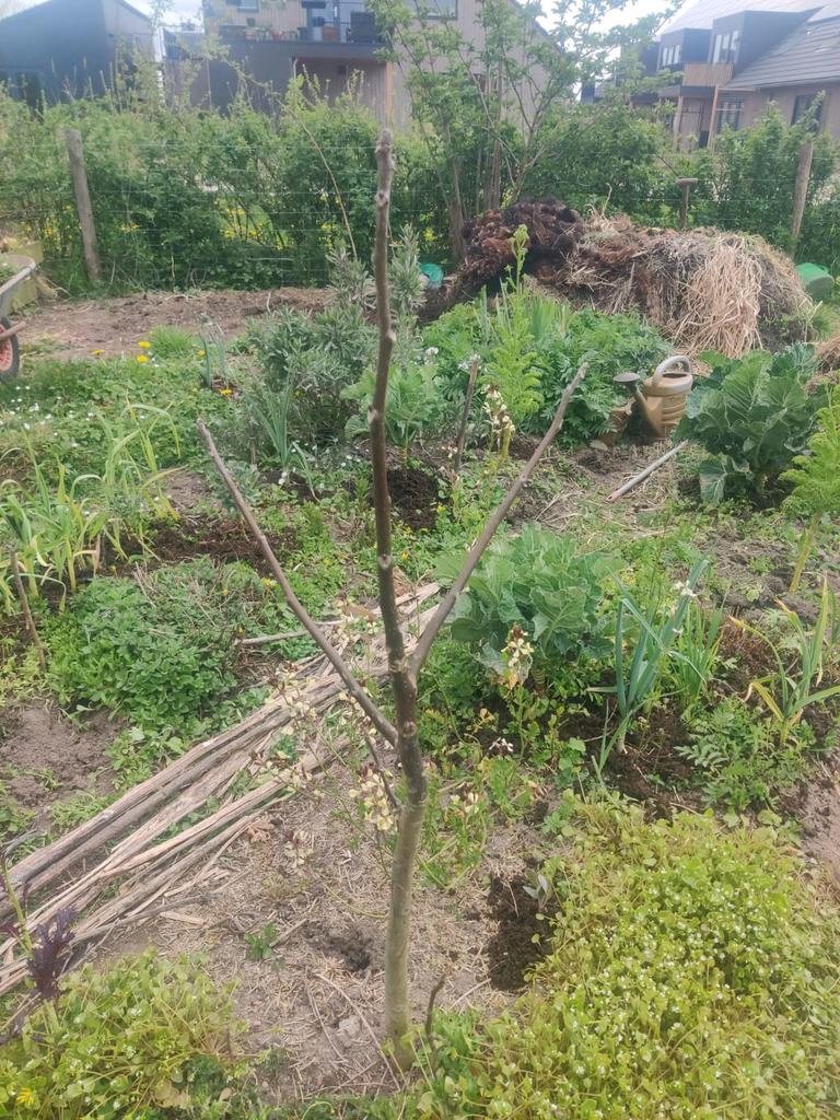 Walnotenboompje, Tuin en Terras, Planten | Bomen, Overige soorten, 100 tot 250 cm, Zomer, Ophalen