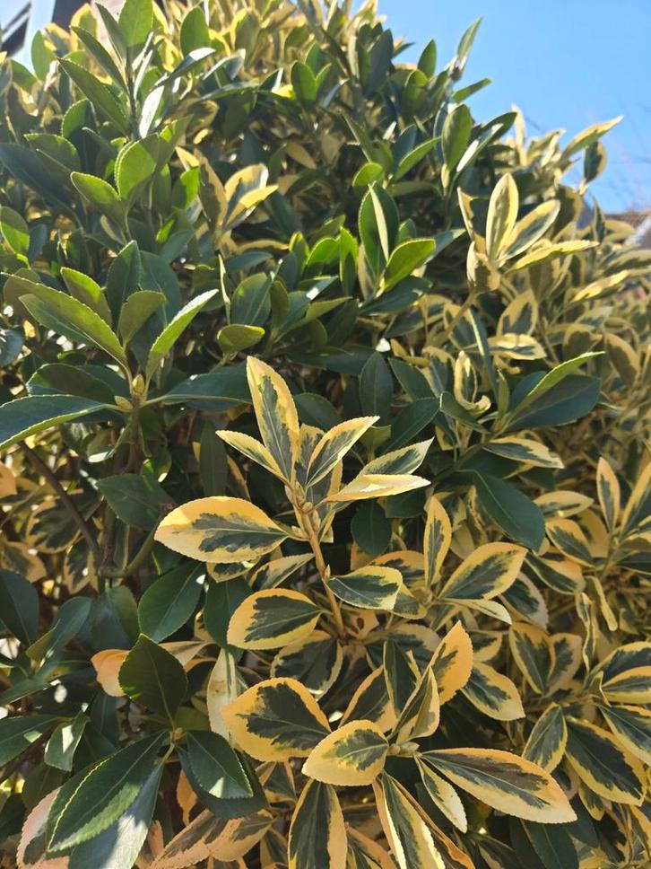 Japanse Kardinaalsmuts 'Aureomarginatus' - Prachtig boompje, Tuin en Terras, Planten | Tuinplanten, Overige soorten, Halfschaduw