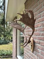 Mooi Damhert Gewei Jacht Mancave overkapping landelijk g68, Ophalen, Zo goed als nieuw, Hert, Gewei of Kop