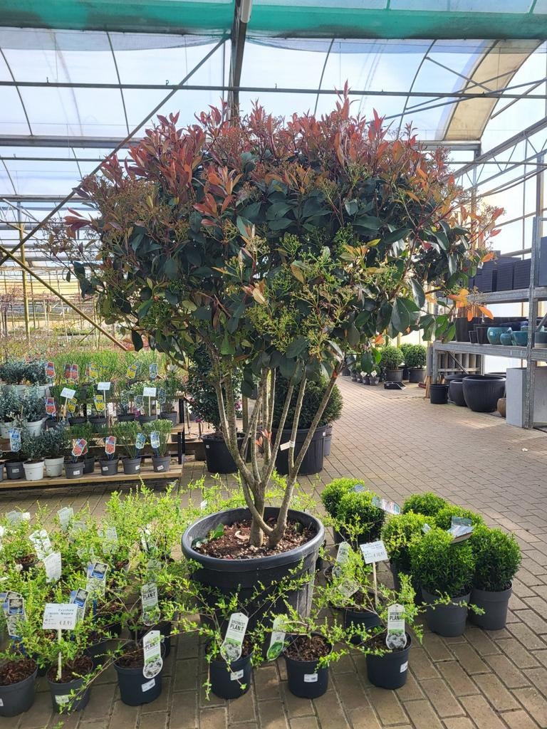 Photinia fr. Red Robin 150-175 cm ms paraplu, Tuin en Terras, Planten | Tuinplanten, Klimplanten, Halfschaduw, Ophalen