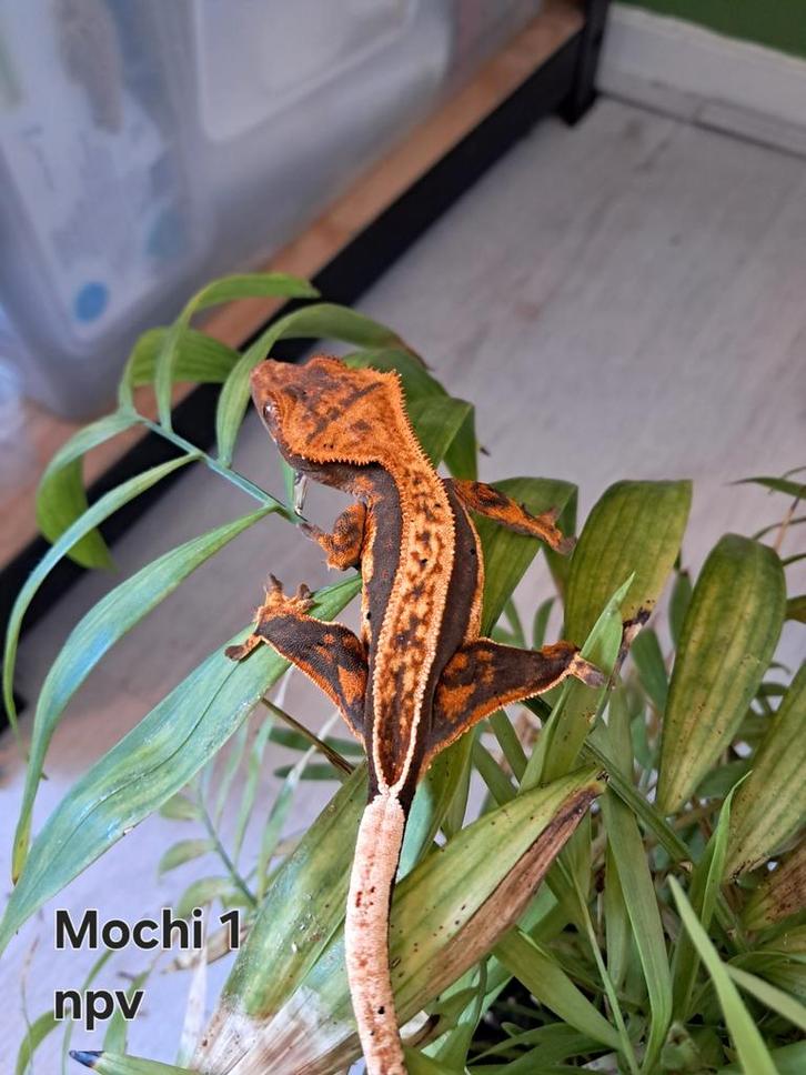 Wimpergekko (Correlophus ciliatus) Crested Gecko - female for sale from N.Kersten