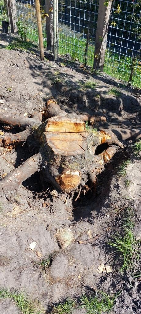 Gratis brandhout., Tuin en Terras, Minder dan 3 m³, Ophalen, Overige houtsoorten, Stammen