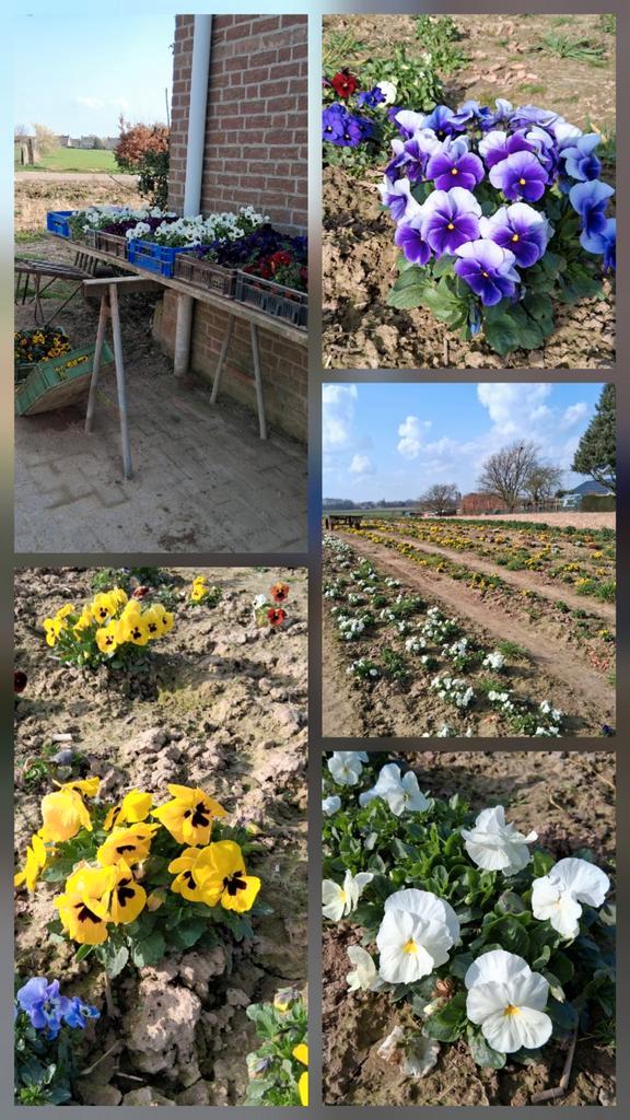 Violen winterhard, Tuin en Terras, Planten | Tuinplanten, Eenjarig, Overige soorten, Volle zon, Ophalen of Verzenden