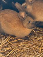 Duitse reuzen te koop, Mannelijk, Middelgroot, 0 tot 2 jaar