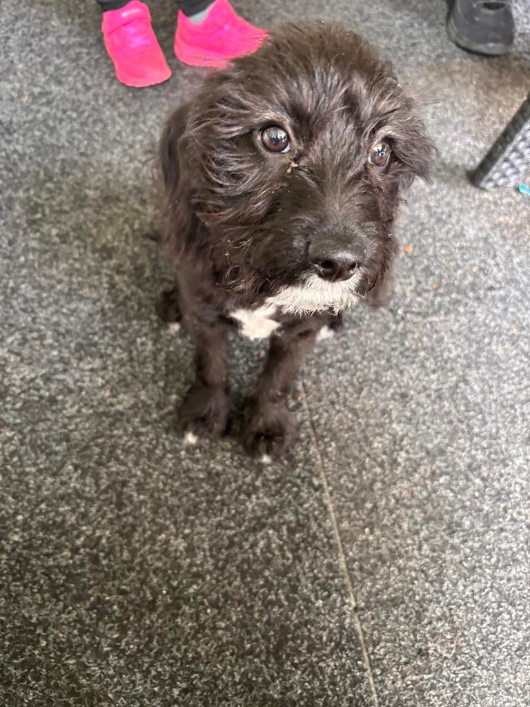 Pup Beagle X poedel, Dieren en Toebehoren, 8 tot 15 weken, Eén hond, Nederland, Particulier