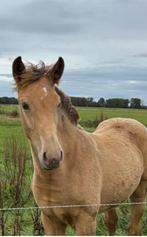 Amber Champagne Jaarling merrie, Dieren en Toebehoren, Paarden, Merrie, Minder dan 160 cm, Gechipt, 0 tot 2 jaar