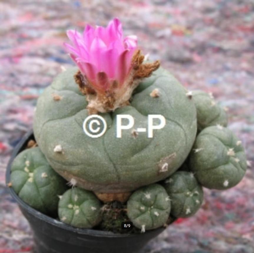 Mooiste Peyote Cactus met paarsroze bloemen ! L. jourdaniana, Huis en Inrichting, Verzenden, Minder dan 100 cm, Bloeiende kamerplant