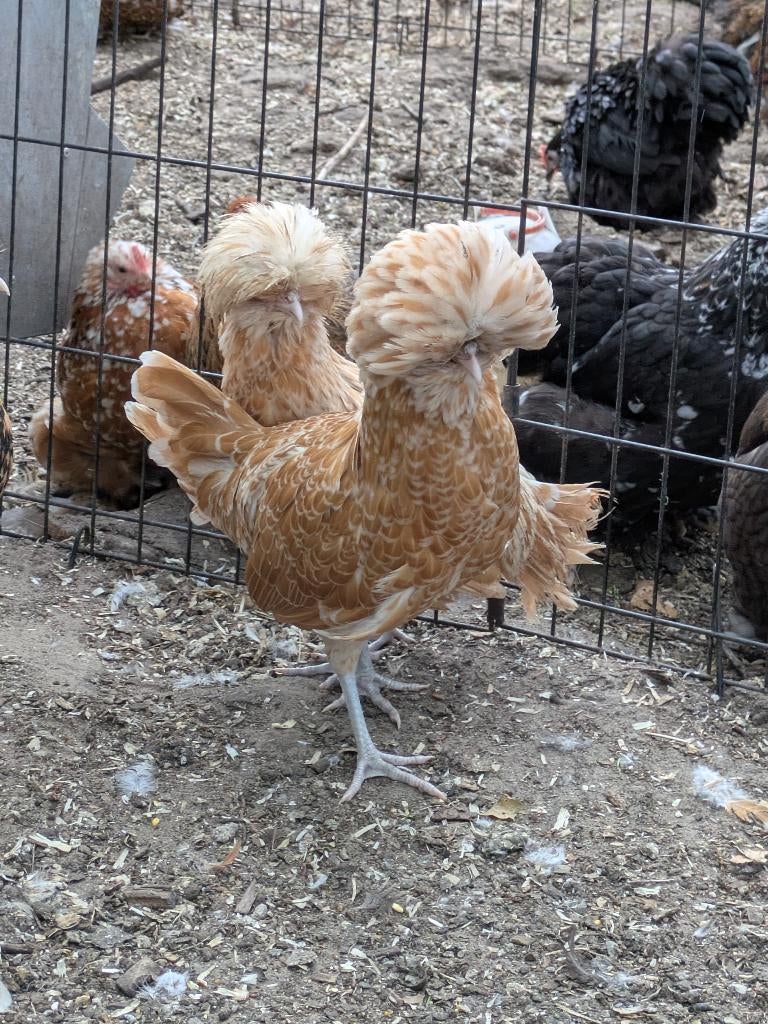 Padua krielen, Meerdere dieren, Kip