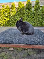 Kleurdwerg zwarte ram, Dieren en Toebehoren, Mannelijk, Dwerg