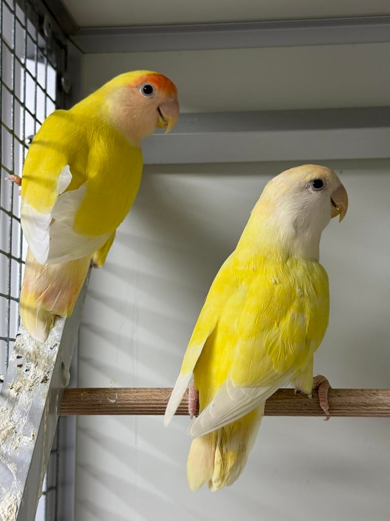 Koppel agapornis roseicollie dwergpapegaai, Meerdere dieren, Papegaai, Geringd