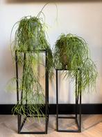 Rhipsalis Cassutha (Mistletoe Cactus) met pot en standaard, Huis en Inrichting, Ophalen, Halfschaduw, Minder dan 100 cm, Groene kamerplant
